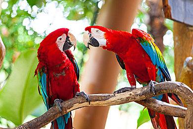 乙女游戏《大正×对称爱丽丝 HEADS & TAILS》 现已在steam发售